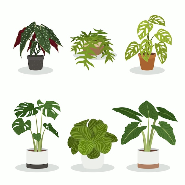 Organic flat houseplant collection