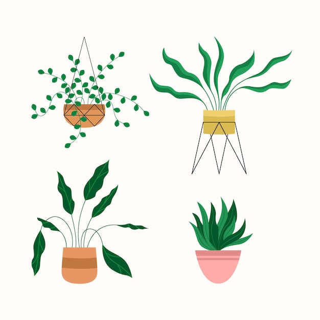 Organic flat houseplant collection