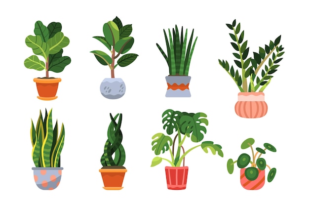 Organic flat houseplant collection