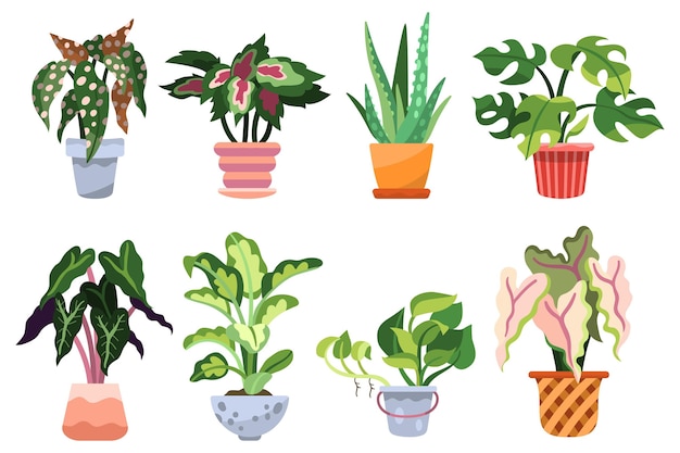 Organic flat houseplant collection