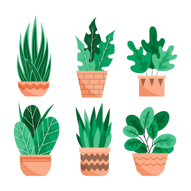 Organic flat houseplant collection