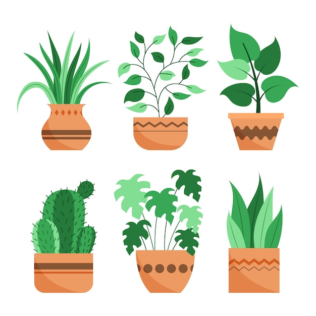 Organic flat houseplant collection