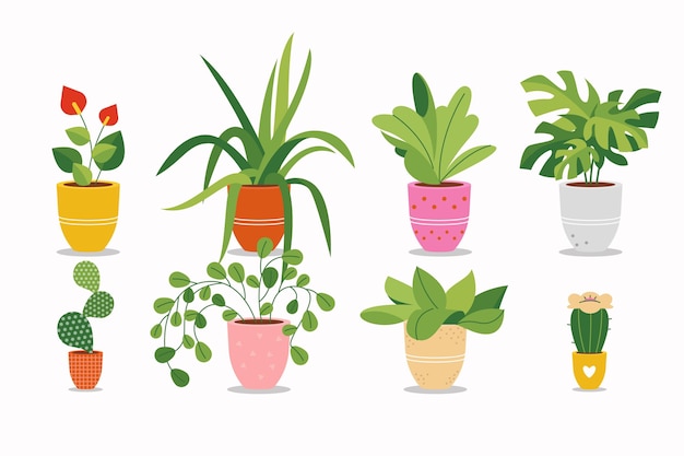 Organic flat houseplant collection