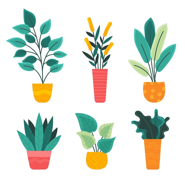 Organic flat houseplant collection