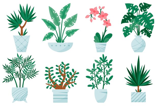 Organic flat houseplant collection