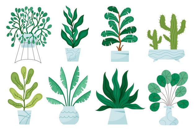 Organic flat houseplant collection