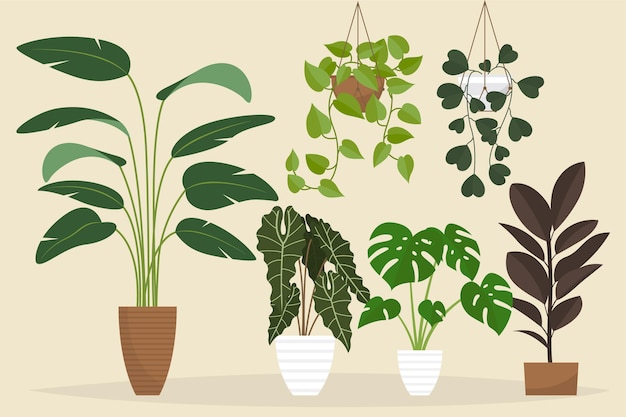 Organic flat houseplant collection