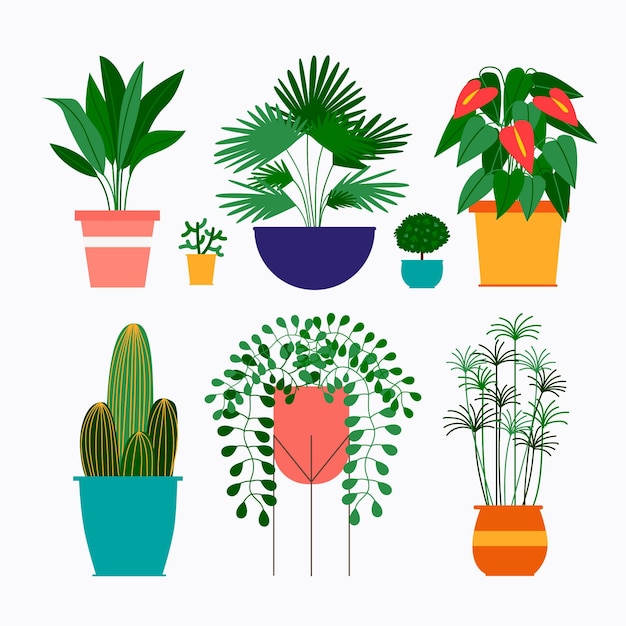 Organic flat houseplant collection