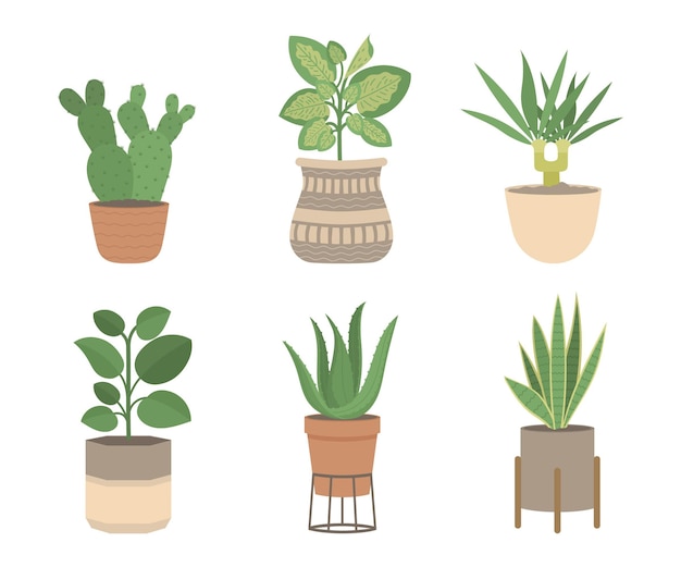 Organic flat houseplant collection