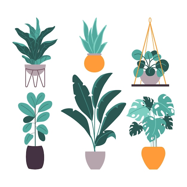 Organic flat houseplant collection