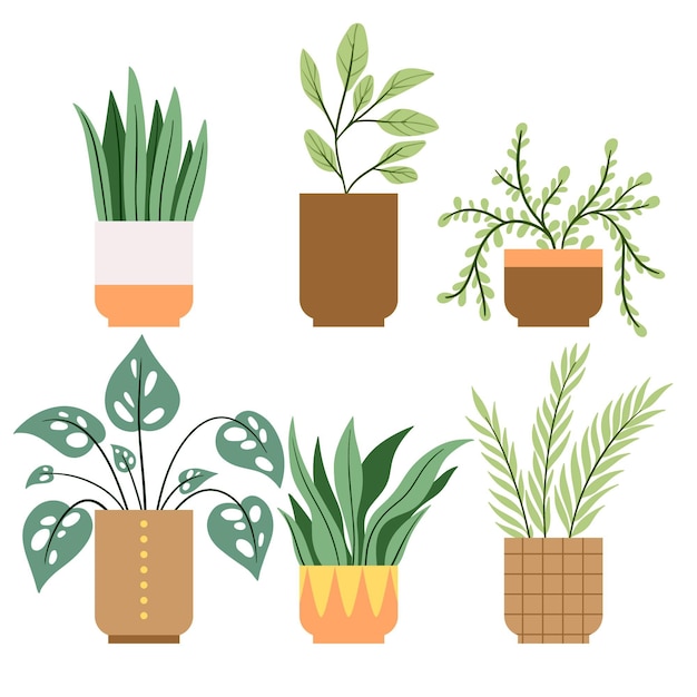 Organic flat houseplant collection