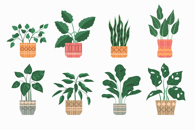 Organic flat houseplant collection