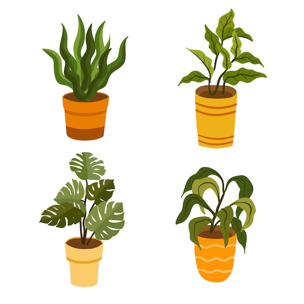 Organic flat houseplant collection