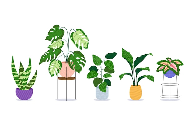 Organic flat houseplant collection