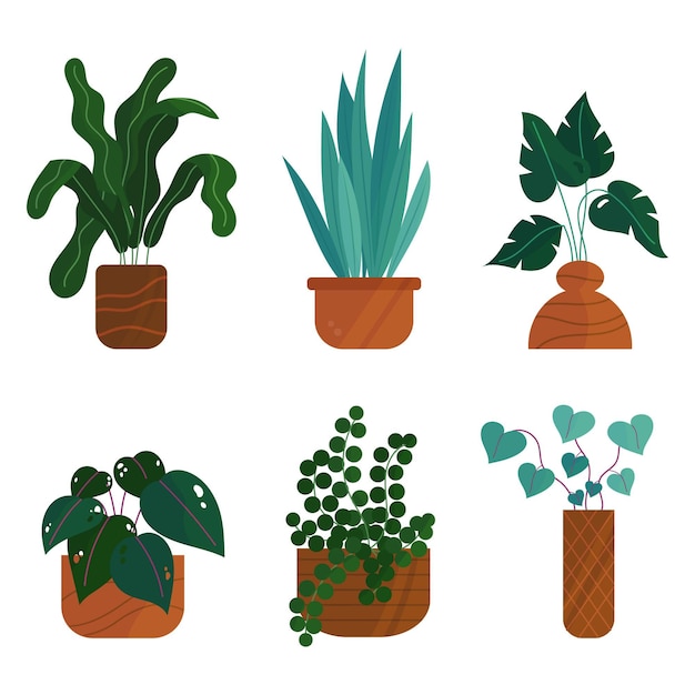 Organic flat houseplant collection