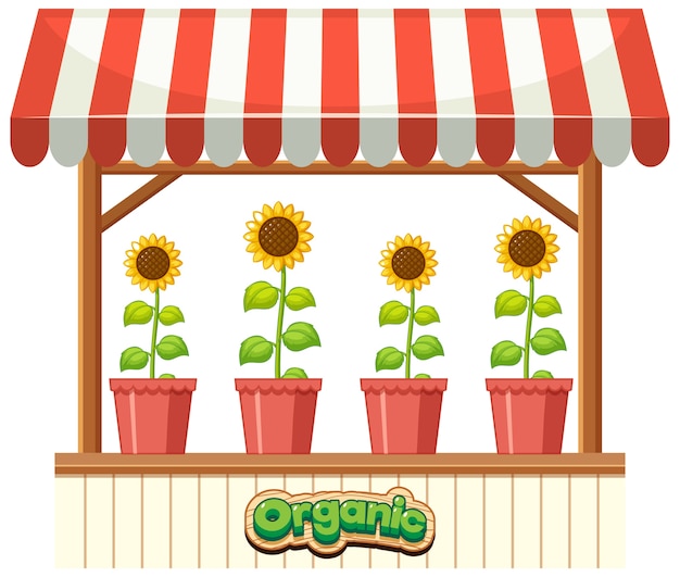 Organic sunflower on the shop