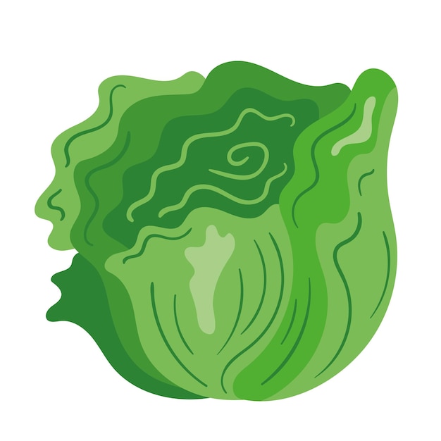 Free Vector organic vegetable lettuce