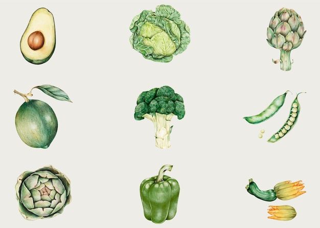 Free Vector organic vegetables collection