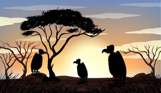 Outdoor nature silhouette sunset scene