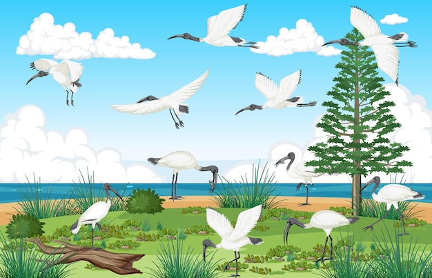 Free vector outdoor scene with australian white ibis group