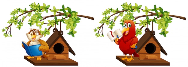 Free vector owl and parrot reading book in birdhouse