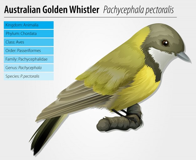 Pachycephala pectoralis