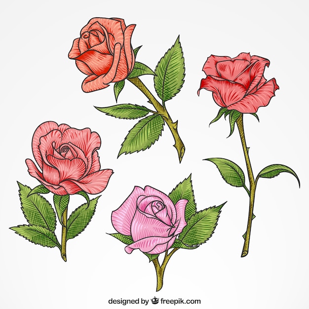 Pack of beautiful roses