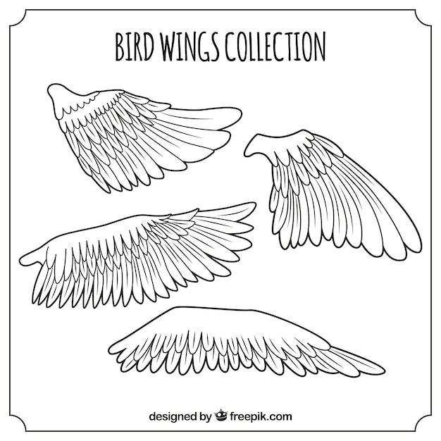 Free Vector pack of bird wings