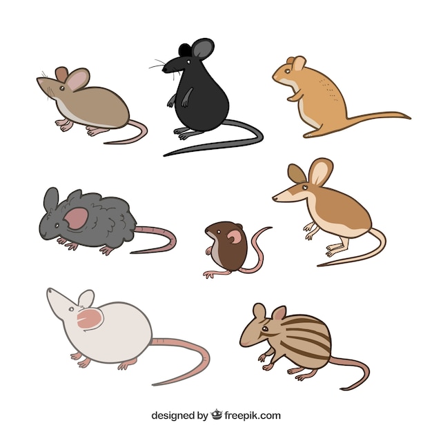 Pack of cute mice breeds