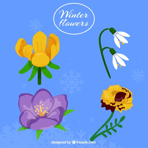 Pack of elegant winter flowers