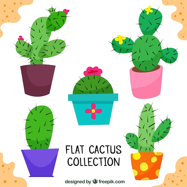 Pack of five decorative cacti