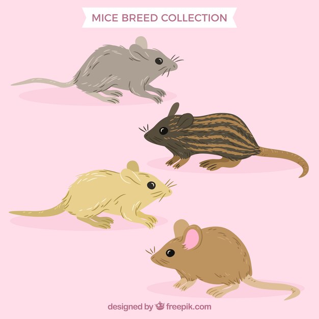 Pack of four mice breeds