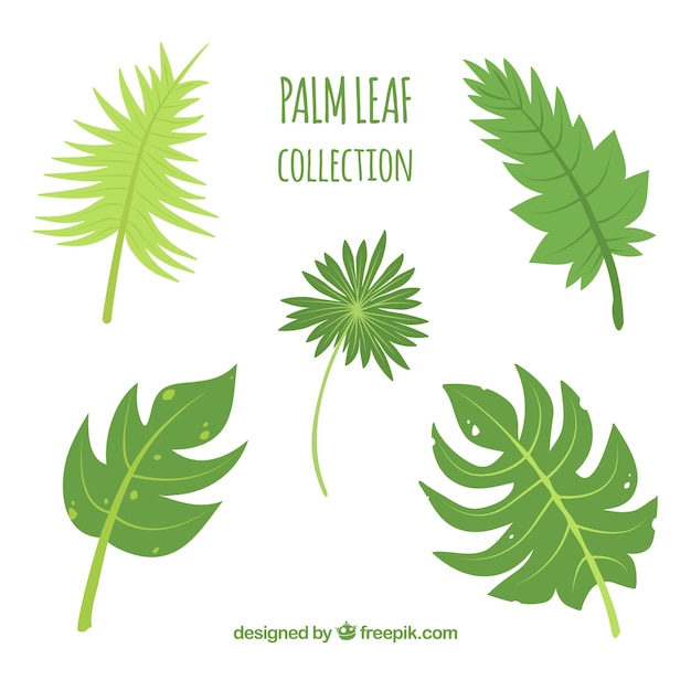 Pack of green palm leaves