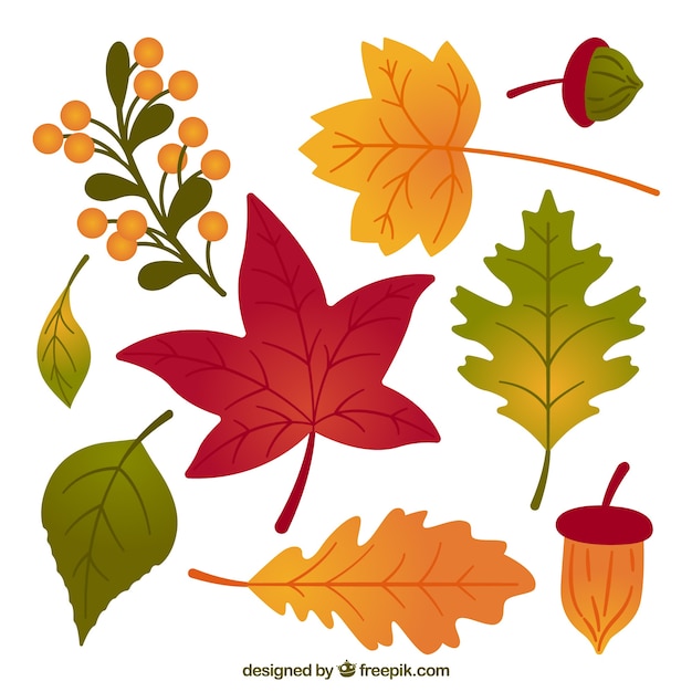 Pack of hand drawn autumn leaves 