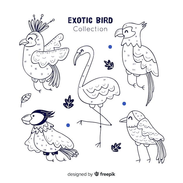 Pack of hand drawn exotic birds