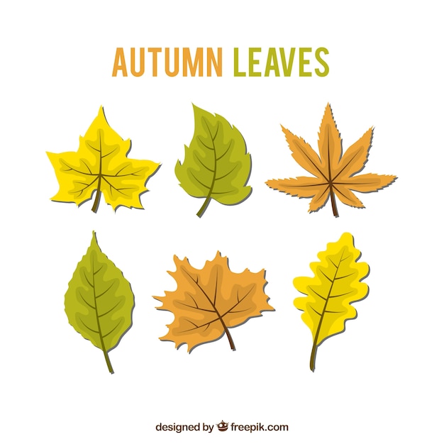 Free Vector pack of hand-drawn leaves