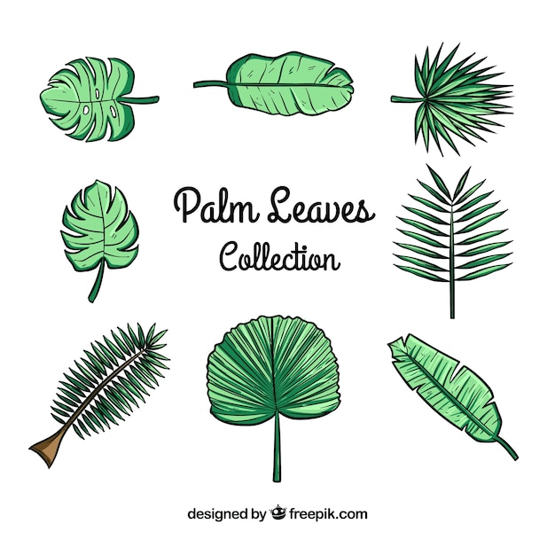 Free vector pack of hand-drawn palm leaves