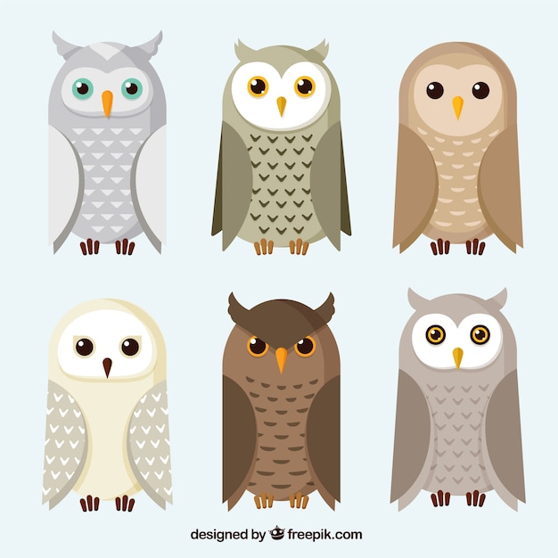 Free vector pack of owls and owls in flat design