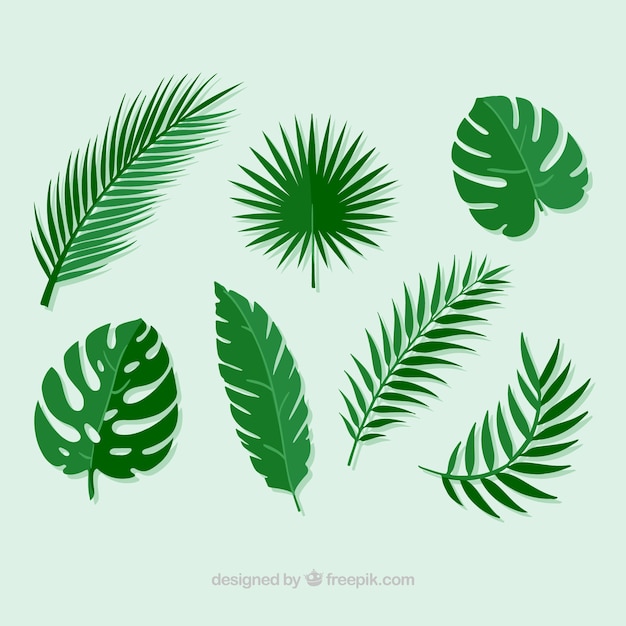 Pack of palm leaves