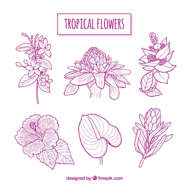 Pack of pink hand drawn tropical flowers