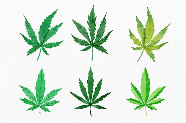 Pack of watercolor cannabis leaves