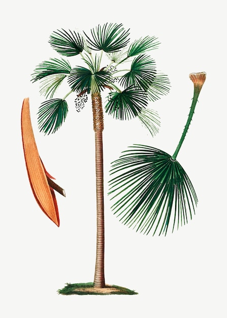 Free Vector palm fan leaf