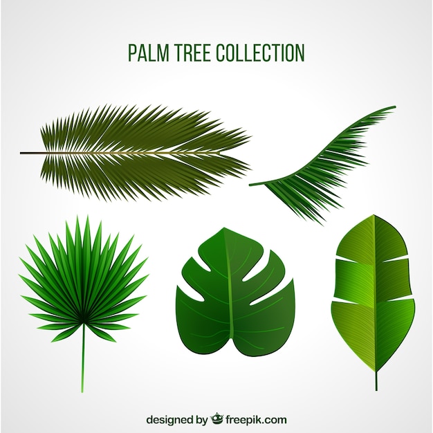 Palm tree leaves collection