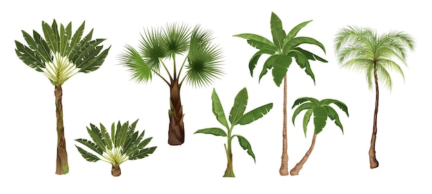 Free Vector palm tree set with isolated images of exotic tropical trees of different types on blank background vector illustration