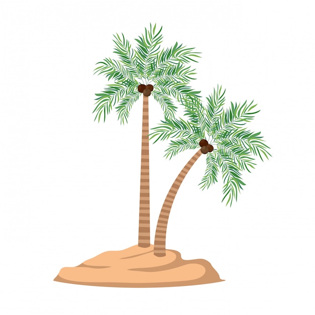 Palm tree with coconut in white