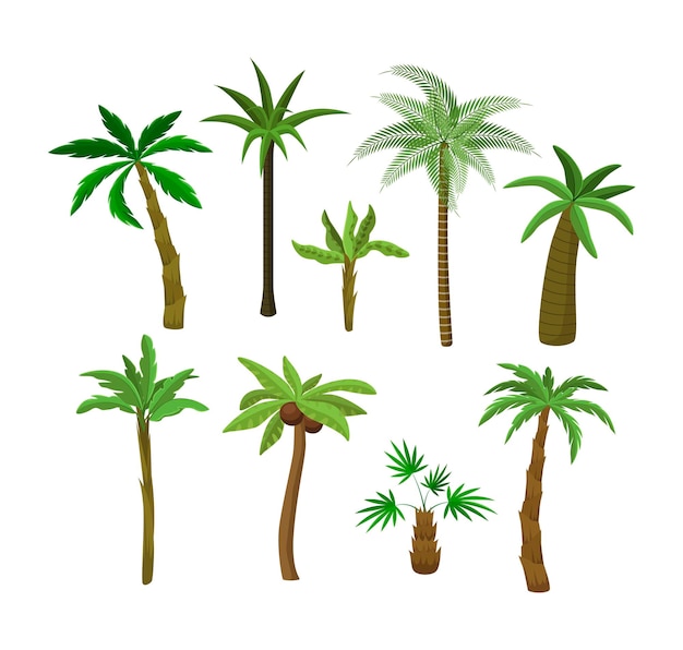 Free vector palm trees cartoon illustration collection. exotic fruitful, coconut or banana trees, tropical vegetation, greenery or plants isolated on white background. nature, flora, jungle concept