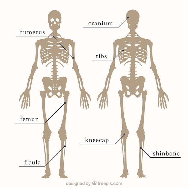 Free Vector parts of skeleton