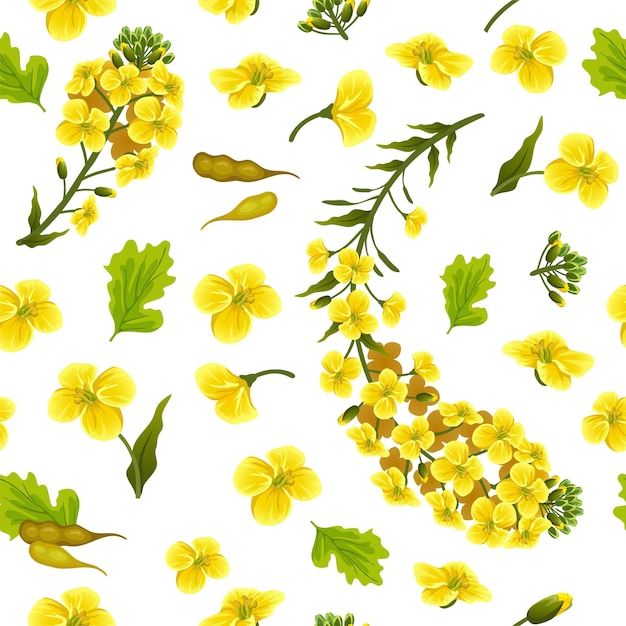 Pattern rape flowers, canola. Brassica napus.