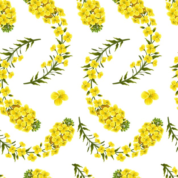 Pattern rape flowers, canola. Brassica napus.