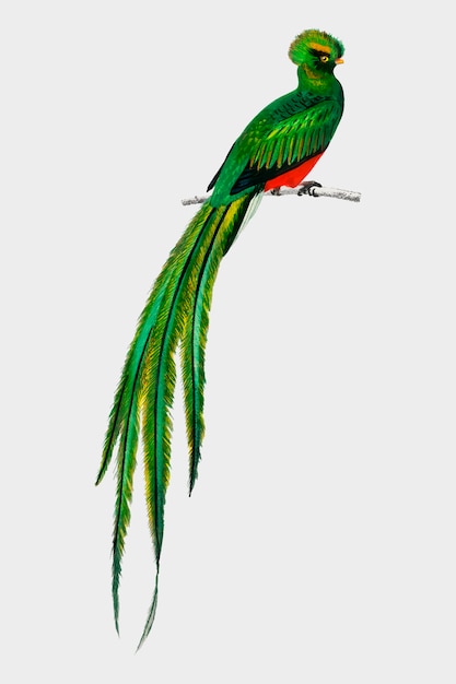 Free vector pavonine quetzal (pharomachrus pavoninus) illustrated by charles dessalines d'orbigny (1806-1876).